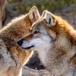 Vuka na Ozrenu lovi 600 lovaca