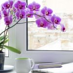 Trik sa bijelim lukom: Evo kako spasiti “tužnu” orhideju