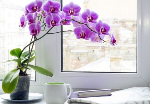 Trik sa bijelim lukom: Evo kako spasiti “tužnu” orhideju