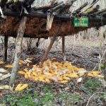 Bijeljina: Tri decenije brige za divljač – hranilište u Gornjoj Čađavici, tiha oaza života u zimskim danima (Foto)