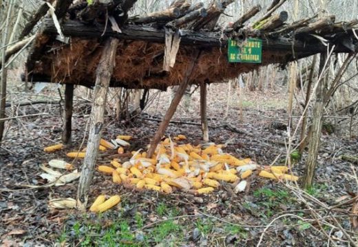 Bijeljina: Tri decenije brige za divljač – hranilište u Gornjoj Čađavici, tiha oaza života u zimskim danima (Foto)
