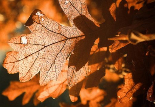 SPC: Kada se po pravilu ide po badnjak i zašto baš na taj dan?