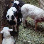 BiH: Psi upali na imanje i usmrtili pola stada ovaca