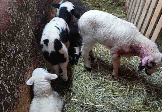 BiH: Psi upali na imanje i usmrtili pola stada ovaca