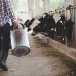 Ministarstvo poljoprivrede razumije izazove mljekara: Skoro 40% budžeta ide za mljekarstvo