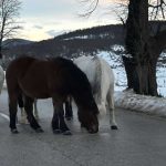 Vozači oprez: Konji na putu