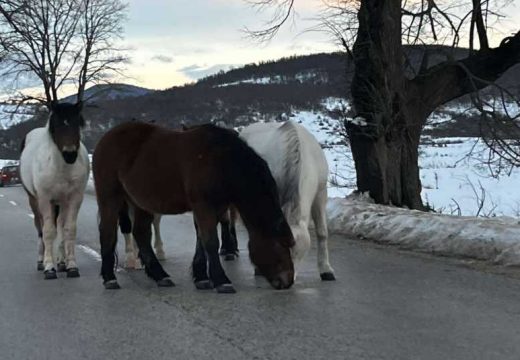 Vozači oprez: Konji na putu