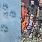 Lovci u akciji: Odstrijeljen vuk u naselju Lipac kod Doboja (Foto)