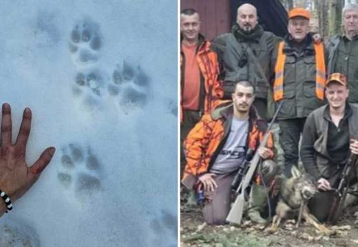 Lovci u akciji: Odstrijeljen vuk u naselju Lipac kod Doboja (Foto)