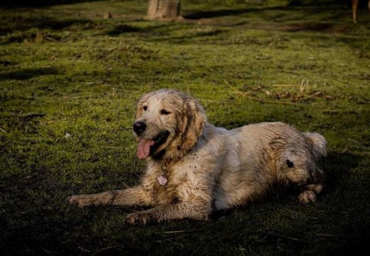 Kućni ljubimci: Zašto se psi valjaju u smrdljivim stvarima?