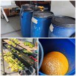 Krešo: U Vijetnamu sam i pečem rakiju od manga