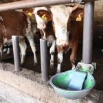 Posebna sjednica o mljekarstvu odbijena: Mljekari iz Republike Srpske nezadovoljni, kriza će potrajati mjesecima