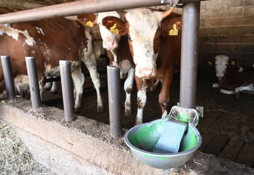 Posebna sjednica o mljekarstvu odbijena: Mljekari iz Republike Srpske nezadovoljni, kriza će potrajati mjesecima