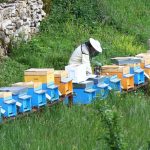 Dobra vijest za pčelare!: Ministarstvo povećava podsticaj za oko 50 odsto