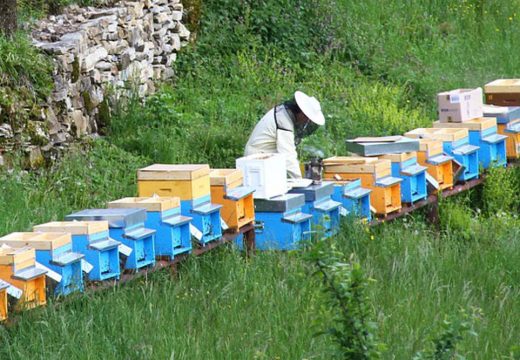 Dobra vijest za pčelare!: Ministarstvo povećava podsticaj za oko 50 odsto