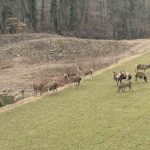 FOTO: Jelenskim stazama po Majevici, pa i preko Drine