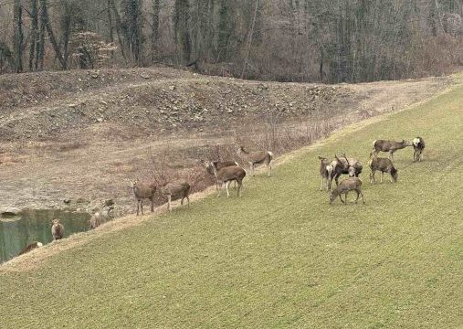 FOTO: Jelenskim stazama po Majevici, pa i preko Drine