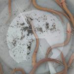 Hrvatska: Poplave u Dalmaciji izbacile na površinu čovječje ribice (Foto/Video)