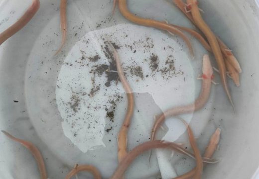 Hrvatska: Poplave u Dalmaciji izbacile na površinu čovječje ribice (Foto/Video)