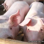 Išli i do 12 KM: Praznici uveliko prošli, pogledajte je li pala cijena prasića i koliko sad košta kilogram