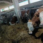 Problem nije riješen: Zbog smanjenog otkupa mlijeka ugašeno 20 farmi