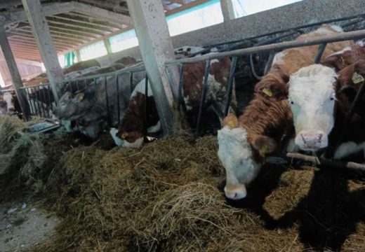 Problem nije riješen: Zbog smanjenog otkupa mlijeka ugašeno 20 farmi