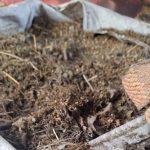 Novi detalji o akciji policije u Bijeljini: Pronađeno više od 50 kg marihuane