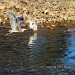 Ministarstvo poljoprivrede: Ptičiji grip u opštini Petrovo