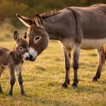 Životinje: Znate li kako se zove mladunče magarca i magarice?