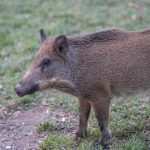 BiH: U Busovači potvrđena afrička kuga svinja, lešine pronađene kod vodozahvata