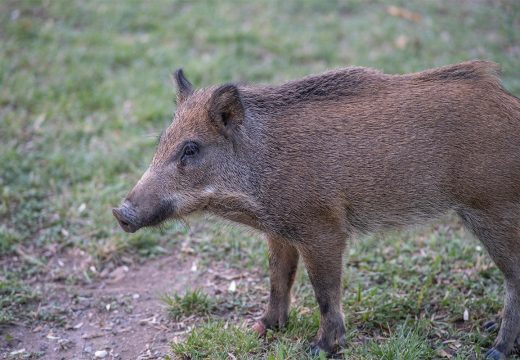 BiH: U Busovači potvrđena afrička kuga svinja, lešine pronađene kod vodozahvata