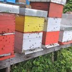 Pčelari se nadaju dobroj medonosnoj sezoni:   Veći podsticaj od ministarstva dobro će doći