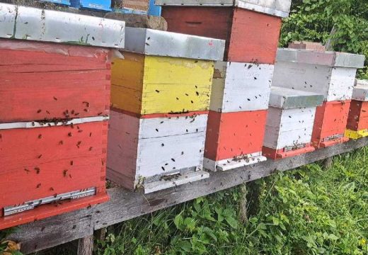 Pčelari se nadaju dobroj medonosnoj sezoni:   Veći podsticaj od ministarstva dobro će doći