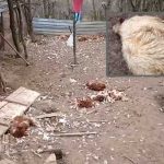 Teško oboljelom Banjalučaninu šakali poklali ovce i kokoške (Video)