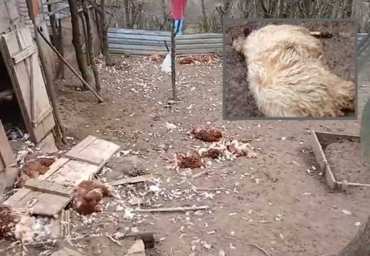 Teško oboljelom Banjalučaninu šakali poklali ovce i kokoške (Video)