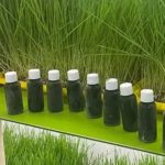 Zdravlje: Supružnici iz Bijeljine proizvode sok od spelte; Dobar za dijabetičare…