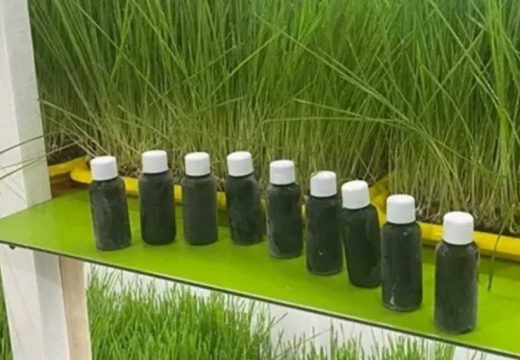 Zdravlje: Supružnici iz Bijeljine proizvode sok od spelte; Dobar za dijabetičare…