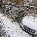 Puklo pod težinom snijega: Palo drvo na automobile u Banjaluci (Foto)