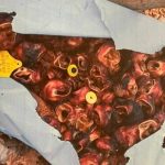 Gradonačelnik Bijeljine podnio prijave: Kako su se goveđe uši iz brojnih gradova našle u Semberiji?