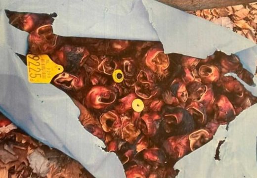 Gradonačelnik Bijeljine podnio prijave: Kako su se goveđe uši iz brojnih gradova našle u Semberiji?