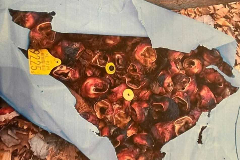 Gradonačelnik Bijeljine podnio prijave: Kako su se goveđe uši iz brojnih gradova našle u Semberiji?