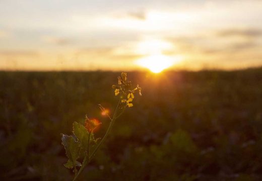Prognoza: Iznadprosječno toplo vrijeme i narednih 15 dana