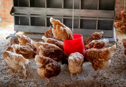 Ministarstvo poljoprivrede: Na farmi u Petrovu eutanazirano 62.000 peradi zbog ptičijeg gripa