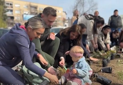 Uređenje grada: U Bijeljini posađen ružičnjak sa 1.000 ruža (Video)