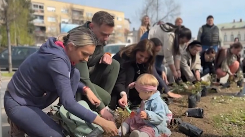 Uređenje grada: U Bijeljini posađen ružičnjak sa 1.000 ruža (Video)