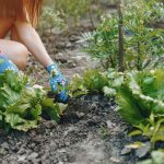 Ovako Arapi sade baštu: Zbog ova 3 koraka svo povrće im buja, imaju nevjerovatno BOGAT I ZDRAV prinos