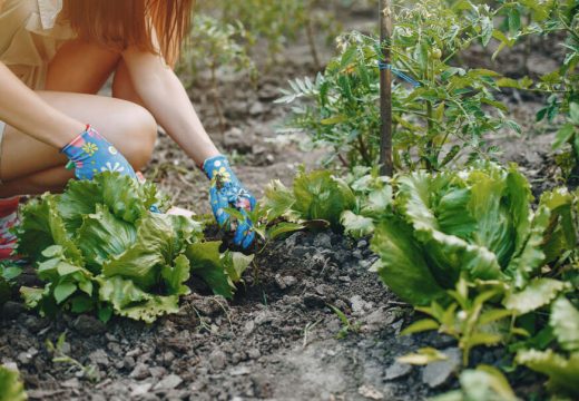 Ovako Arapi sade baštu: Zbog ova 3 koraka svo povrće im buja, imaju nevjerovatno BOGAT I ZDRAV prinos