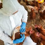 Ptičiji grip: Narednih dana kontrola svih farmi u Srpskoj