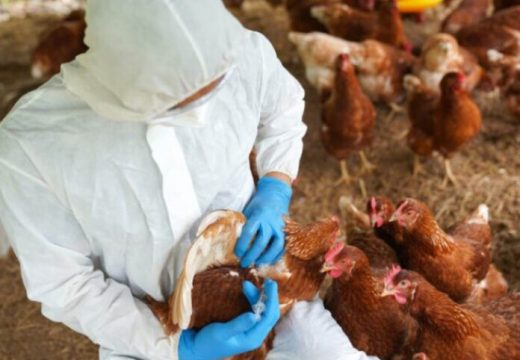 Ptičiji grip: Narednih dana kontrola svih farmi u Srpskoj