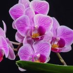 Trik koji baštovani obožavaju: Ovo uradite u martu i orhideje će cvjetati kao nikad prije